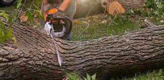 How Our Tree Care Process Works  in  Ben Avon, SC