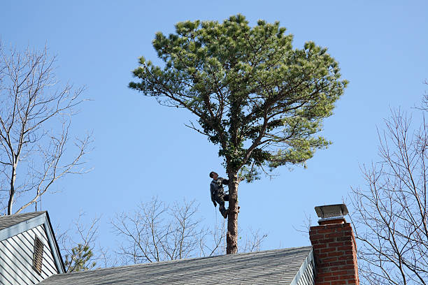 Professional Tree Removal Services in Ben Avon, SC